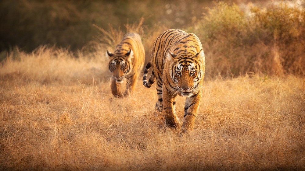 amazing-bengal-tigers-nature (1)